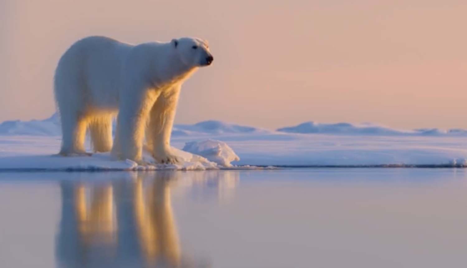 Just chilling: Polar bear has an ice relaxing time in the snow - World News  - Mirror Online